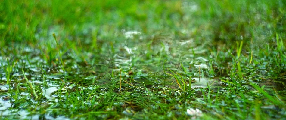 Puddle on a lawn in The Villages, FL.