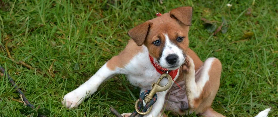 Puppy in The Villages, FL, scratching its neck.