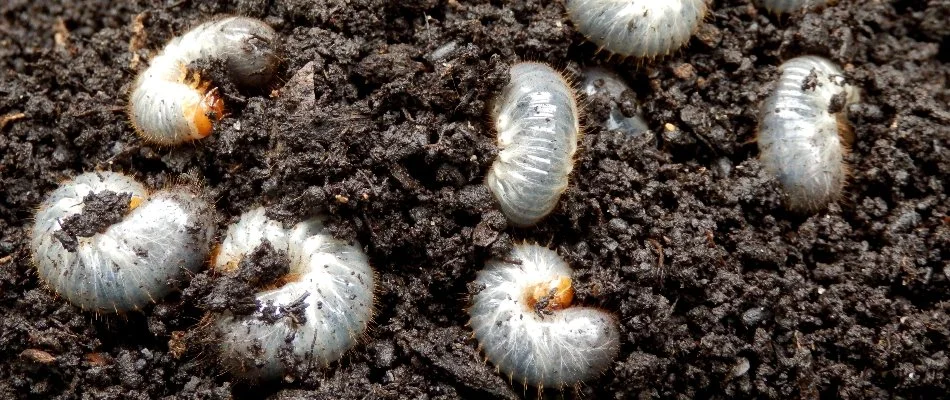 Several grubs on the soil in The Villages, FL.