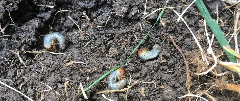 Soil of a lawn in The Villages, FL, with three grubs.