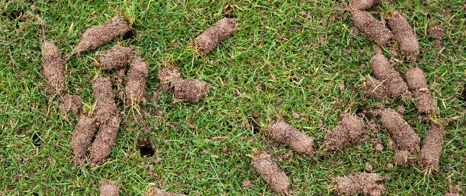 Soil plugs on grass in The Villages, FL.