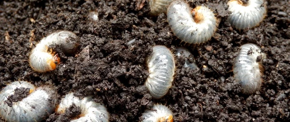 Soil in The Villages, FL, with several grubs.