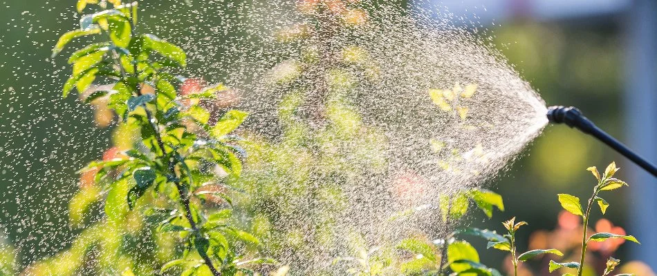 Spraying a treatment on a plant in The Villages, FL.
