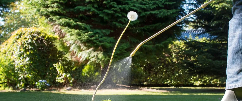 Spraying weed control treatment on a dandelion weed in The Villages, FL.