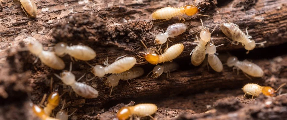 Subterranean termites in Florida feeding on wood.