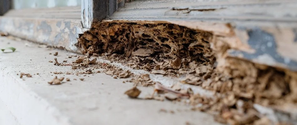 Termite damaged wood in The Villages, FL.
