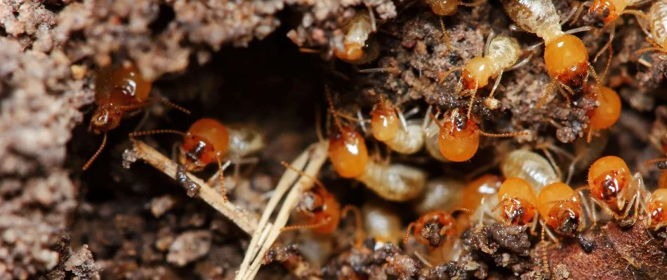 Termites in The Villages, FL, feeding on wood.