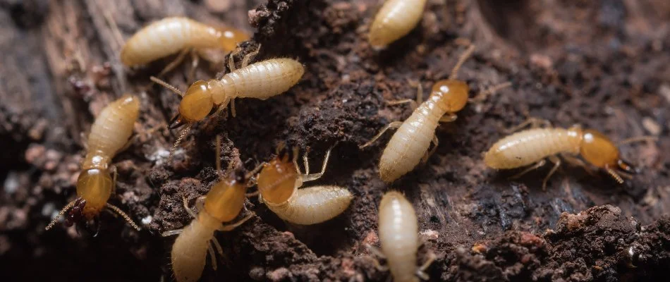 Termites on wood in The Villages, FL.