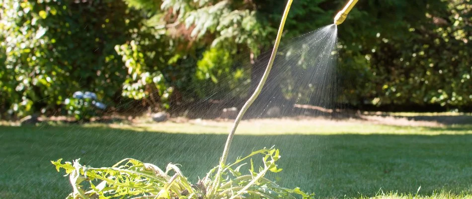 Treating a weed in The Villages, FL, with post-emergent weed control.