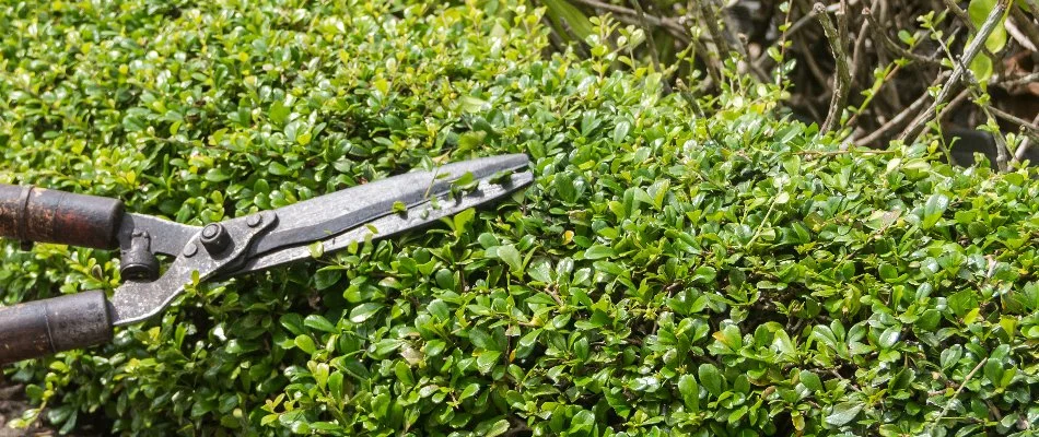 Trimming the foliage of a shrub in The Villages, FL.