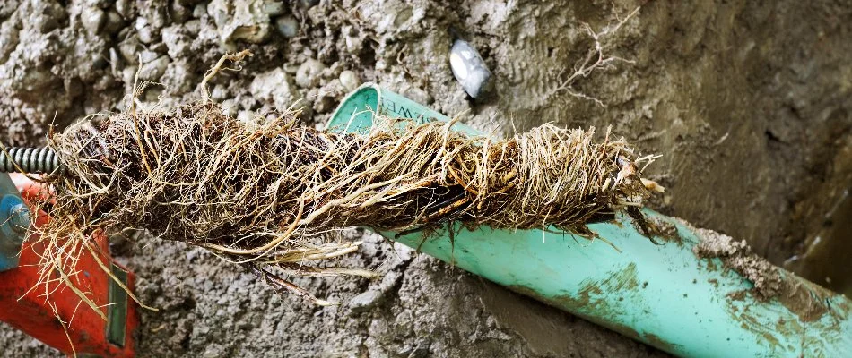 Water line in The Villages, FL, clogged with roots.