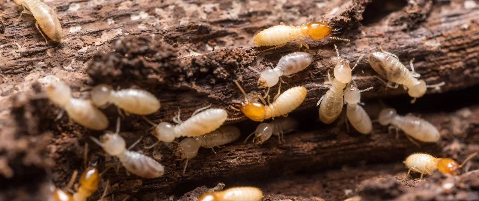 Wood with termites in The Villages, FL.