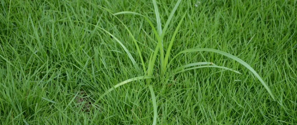 Yellow nutsedge weed on a lawn in The Villages, FL.