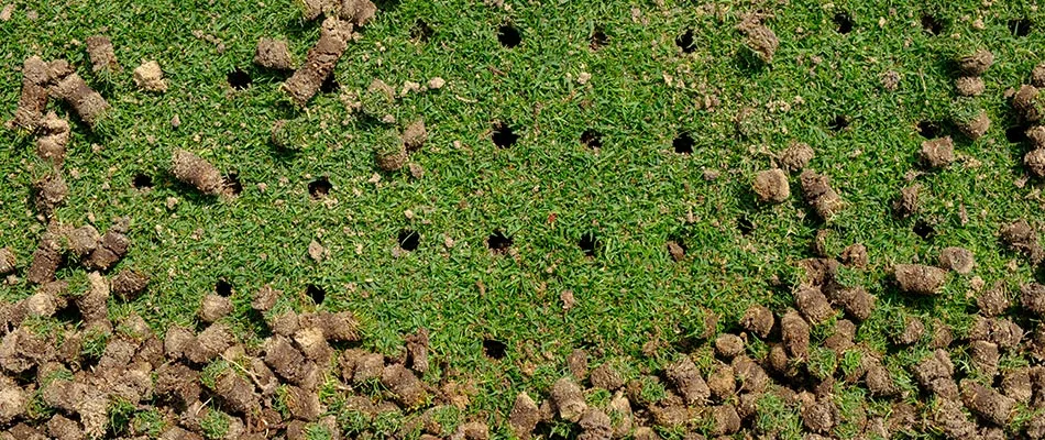 A lawn with aeration holes and plugs after an aeration service in the Summerfield, FL area.