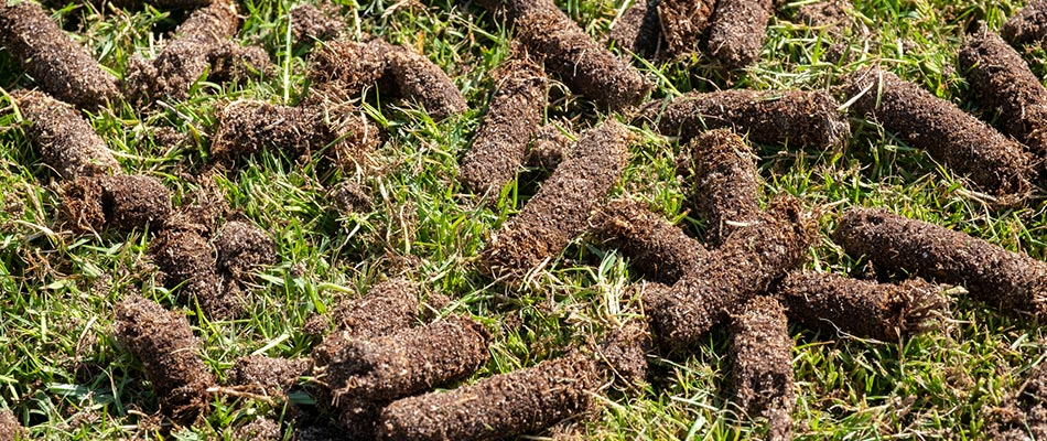 An aerated lawn with the plugs remaining to keep the nutrients in the lawn near The Villages, FL.