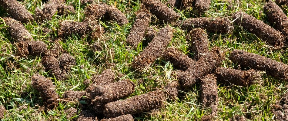 Soil cores on lawn after aeration in The Villages, FL.