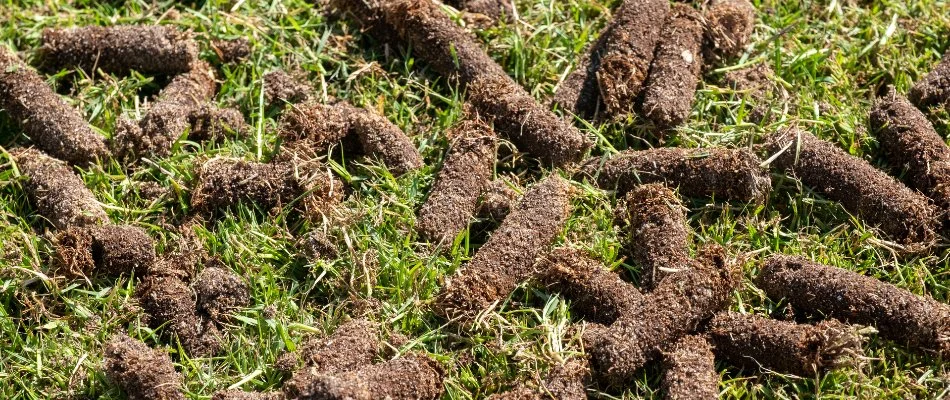 Soil cores on a lawn in The Villages, FL, after aeration.