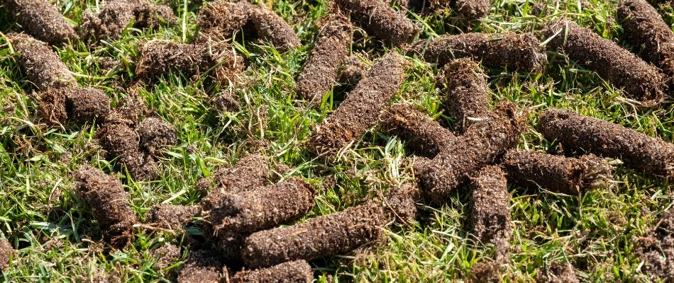 Soil cores from aeration on a property in The Villages, FL.