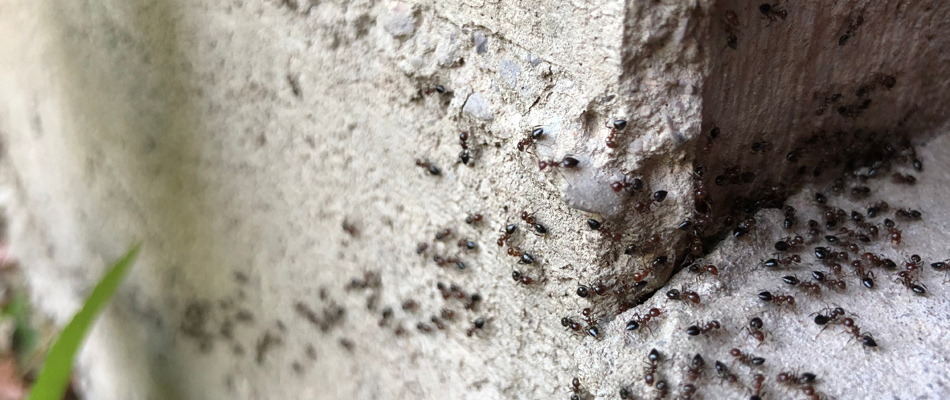 Ant infestation found over a property in The Villages, FL.
