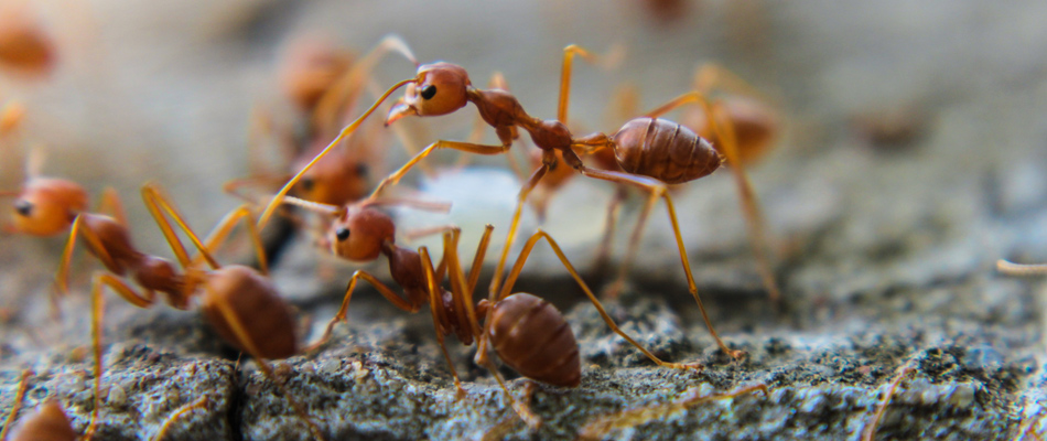 Ant infestation shown over property in Stonecrest, FL.