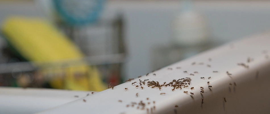 A hord of ants are invading a kitchen sink and are in need of a pest control solution.