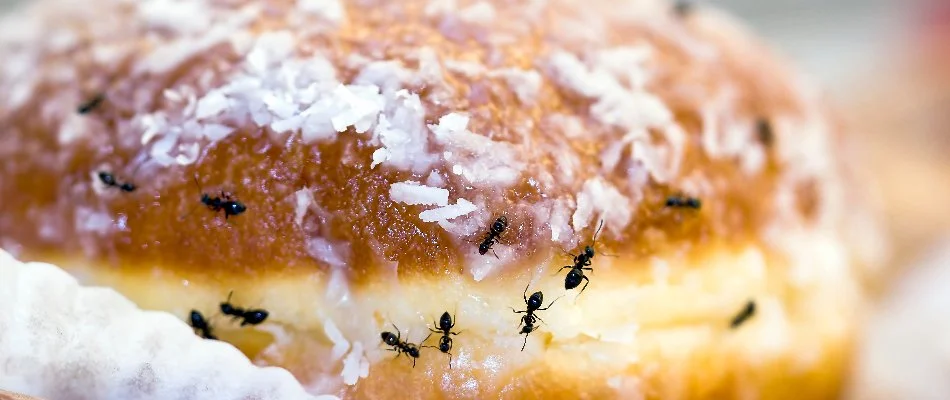 Ants on a doughnut inside of a home in The Villages, FL.