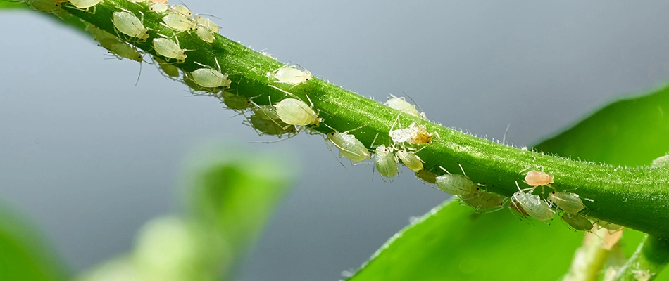 Aphids crawling on a leaf and its stem near The Villaes, FL.