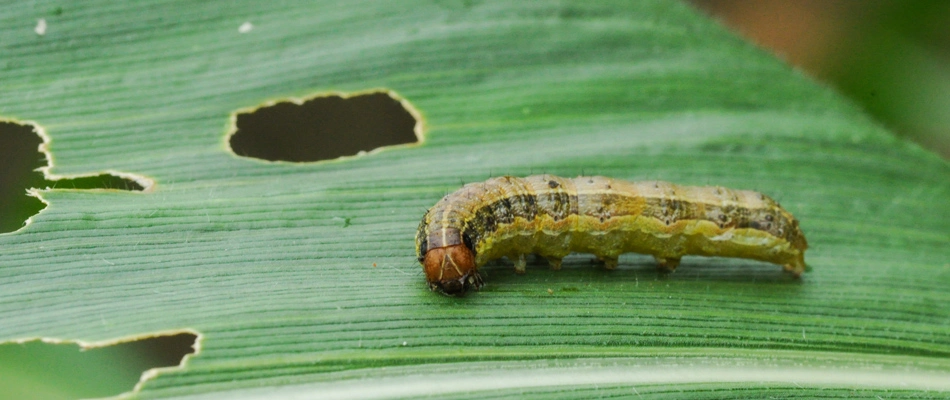 Armyworms eating grass blades in a lawn in The Villages, FL.