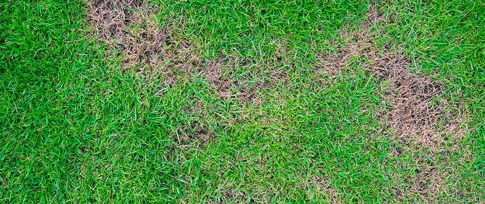 Brown patch lawn disease on an otherwise beautiful lawn in Lady Lake, FL.