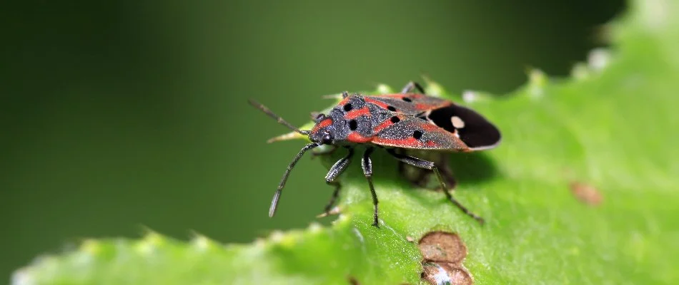 Chinch bug on a green leaf in The Villages, FL.