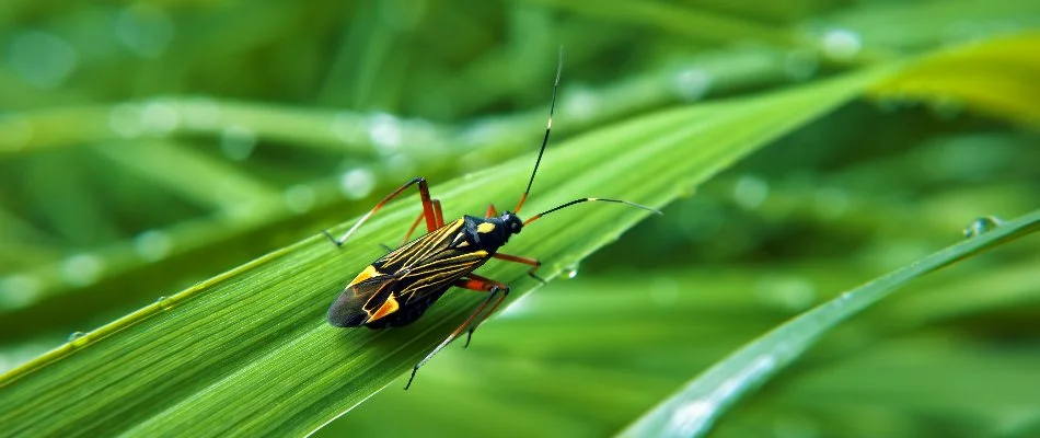 Chinch bug on a blade of grass in The Villages, FL.