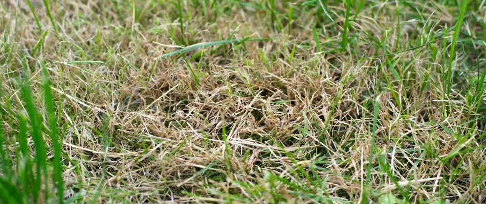 Brown patch found on lawn in The Villages, FL.