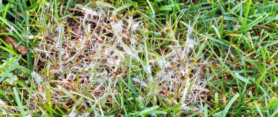 Close up of dollar spot fungus in The Villages, FL.