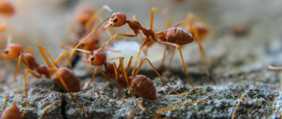Fire ants walking on the sand on a property in The Villages, FL.