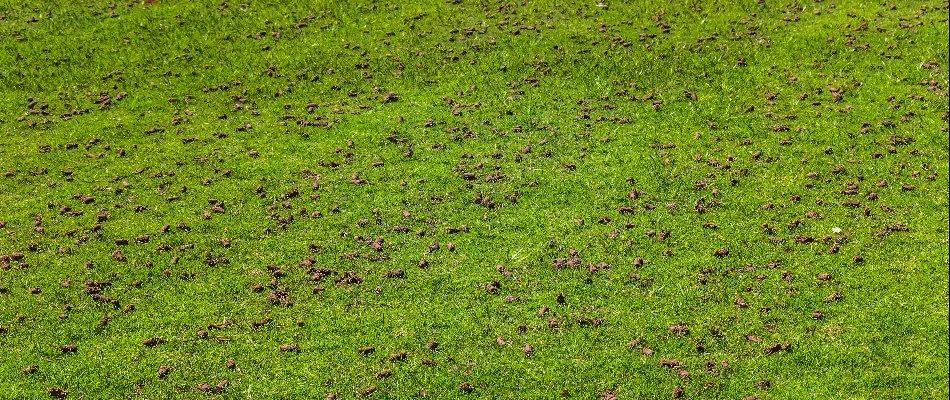 Cores of soil across a lawn in The Villages, FL.