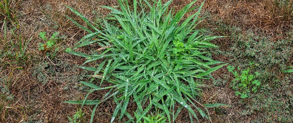 Crabgrass weed on a lawn in The Villages, FL.