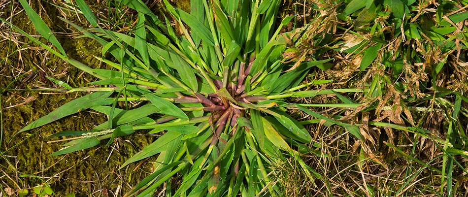 A large crabgrass weed has grown on a lawn in The Villages, FL.