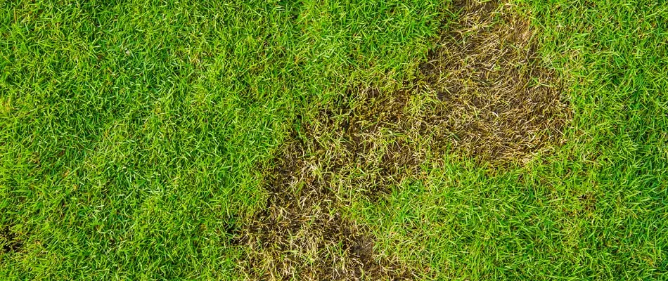 Damaged lawn from grubs in Oxford, FL.