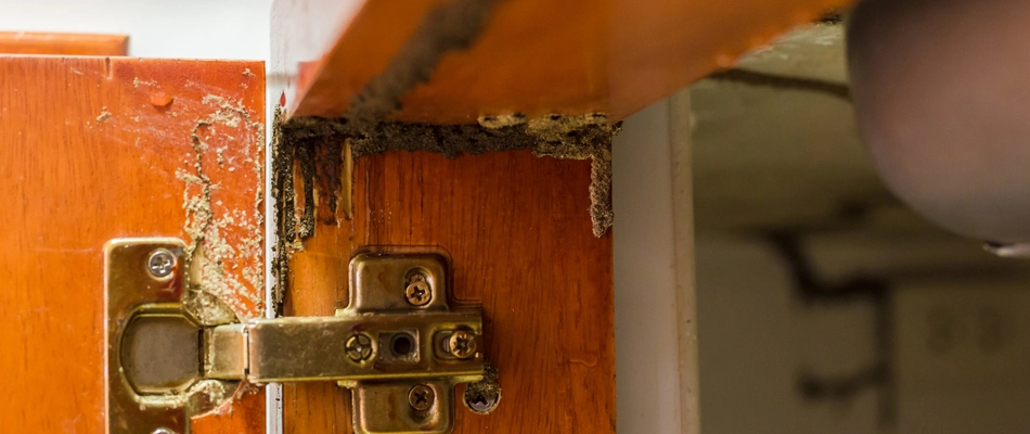 Damaged wooded door from termites in Oxford, FL.