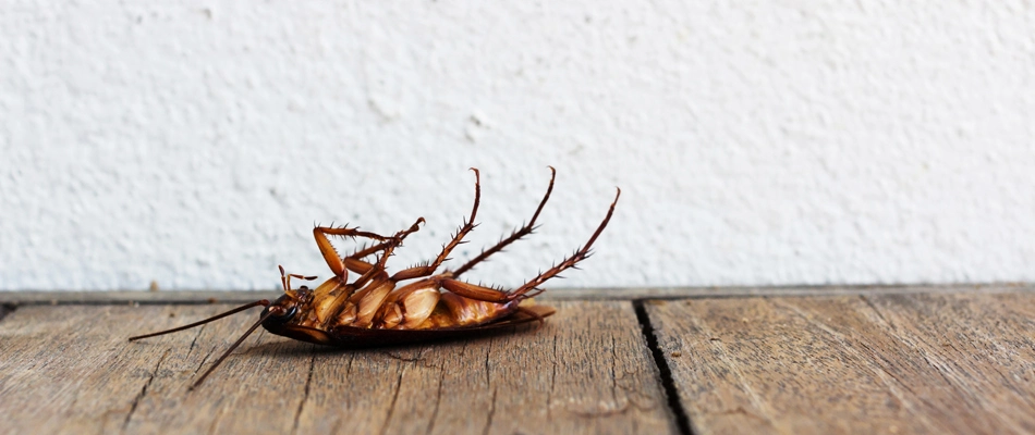 Dead cockroach found in a home in Lady Lake, FL.