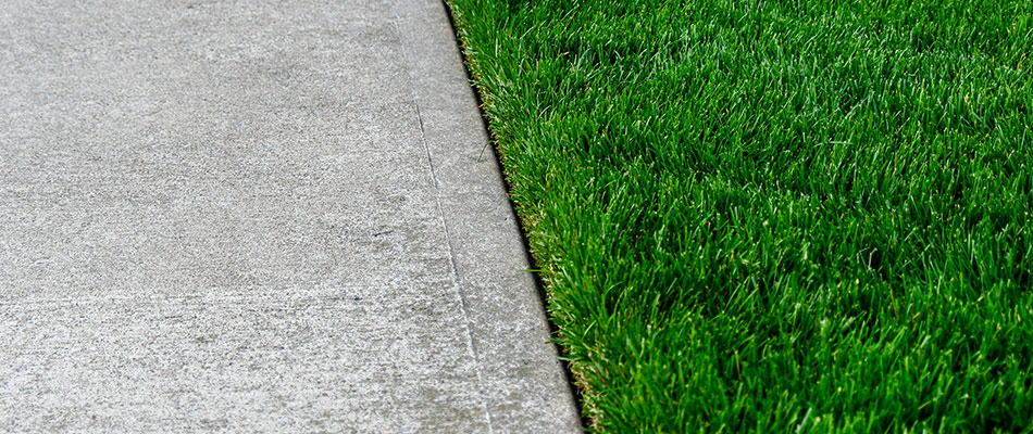 A beautifully crisply cut, edged, and string-trimmed lawn by a sidewalk.