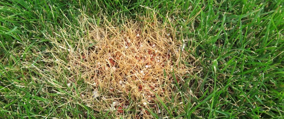 Fertilizer burn on a lawn in The Villages, FL.