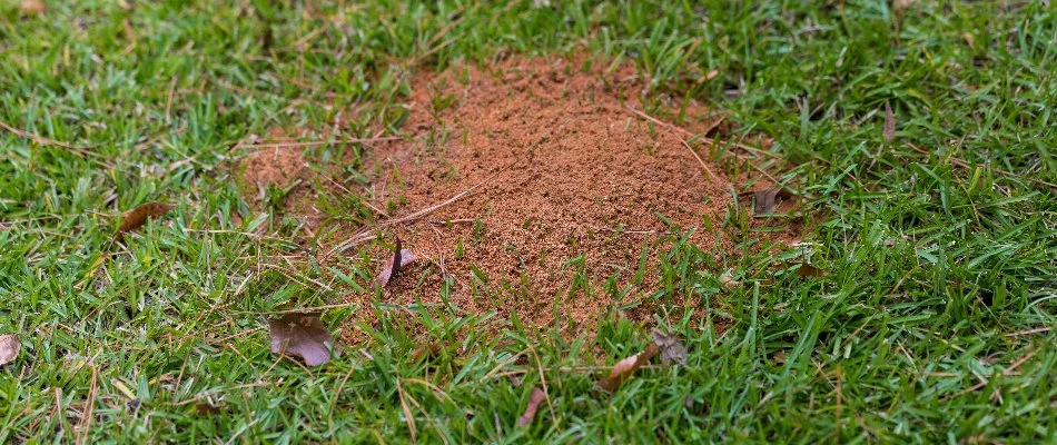 Fire ant mound on a property in The Villages, FL.
