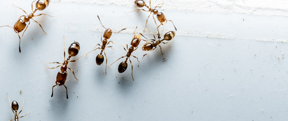 Fire ants have invaded a home and are carrying food along a wall near Wildwood, FL.