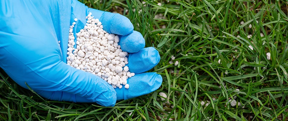 A gloved hand holding granular fertilizer and a lawn with that fertilizer applied to it in Lady Lake, FL.