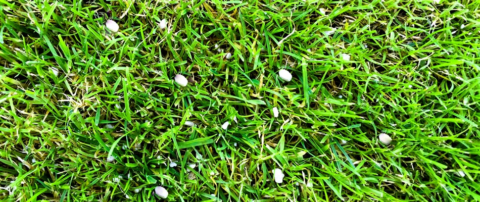 Granular fire ant control treatment spread over lawn in Lady Lake, FL.