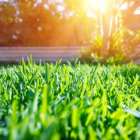 Beautiful, healthy grass at sunset with the sun peaking through the trees in the Lady Lake, FL area.