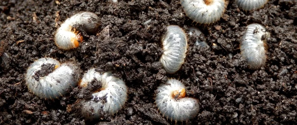 Grubs found on lawn in The Villages, FL.