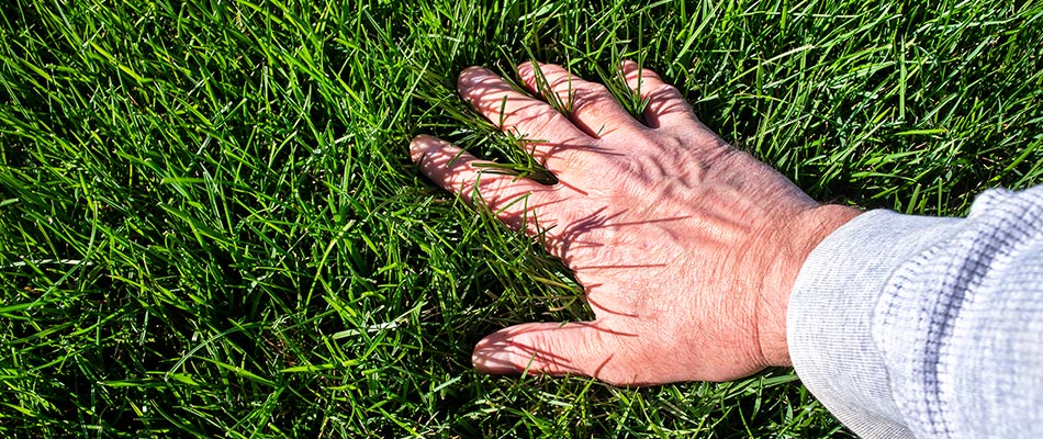 A hand feeling a healthy, lushous lawn on a residential property in Wildwood, FL.