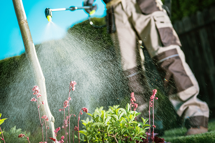 Landscape bed being sprayed with weed control to prevent any weeds and kill any present ones.